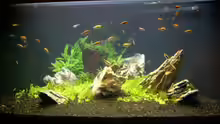 Aquarium Becken 2083