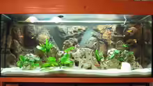 Aquarium Becken 215