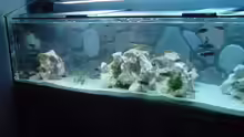 Aquarium Becken 2167