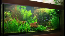 Aquarium Becken 2168