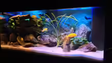 Aquarium Becken 22123