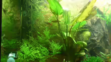 Aquarium Becken 22188