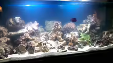 Aquarium Becken 22344