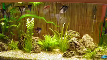 Aquarium Becken 22559