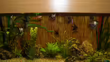 Aquarium Becken 22559