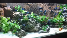 Aquarium Becken 226