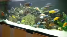 Aquarium Becken 22860 (nur noch als Beispiel)