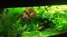 Aquarium Becken 23057