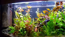 Aquarium Becken 23059