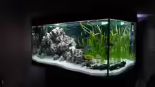 Aquarium Becken 233