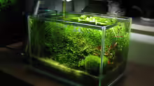 Aquarium Becken 2332
