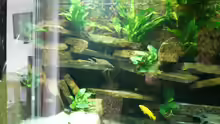 Aquarium Becken 23529