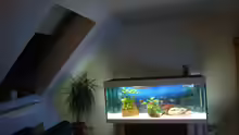 Aquarium Becken 2517