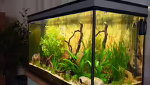 Aquarium Becken 25584