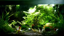 Aquarium Becken 2581