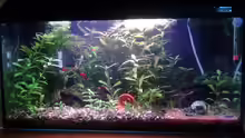 Aquarium Becken 26522