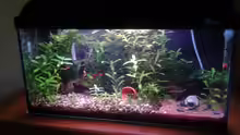 Aquarium Becken 26522