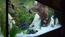 Aquarium Becken 26600