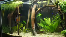 Aquarium Becken 27455 (nur noch als Beispiel)