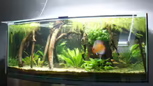 Aquarium Becken 27455 (nur noch als Beispiel)