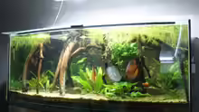 Aquarium Becken 27455 (nur noch als Beispiel)