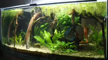Aquarium Becken 27455 (nur noch als Beispiel)