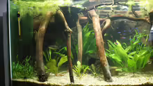 Aquarium Becken 27455 (nur noch als Beispiel)