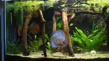 Aquarium Becken 27455 (nur noch als Beispiel)