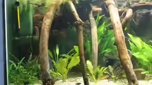 Aquarium Becken 27455 (nur noch als Beispiel)