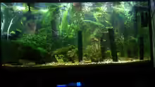 Aquarium Becken 27491