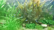 Aquarium Becken 27534