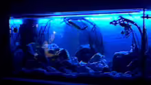 Aquarium Becken 27594