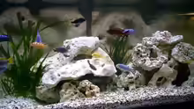 Aquarium Becken 278