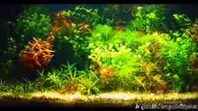 Aquarium Becken 2781