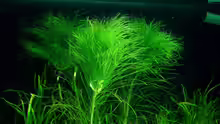 Aquarium Becken 2781