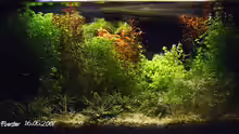 Aquarium Becken 2781