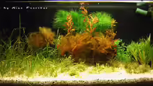 Aquarium Becken 2781
