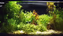 Aquarium Becken 2781