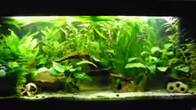 Aquarium Becken 27826 (Nur noch als Beispiel)