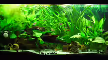 Aquarium Becken 27826 (Nur noch als Beispiel)