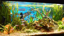 Aquarium Becken 27892