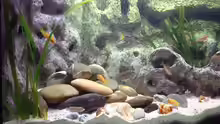 Aquarium Becken 285