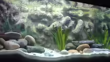Aquarium Becken 286