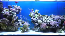 Aquarium Becken 2918