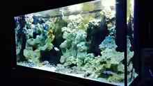 Aquarium Becken 29622