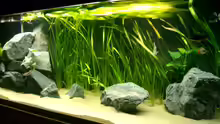 Aquarium Becken 2969