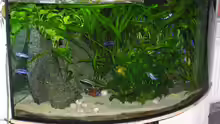 Aquarium Becken 305