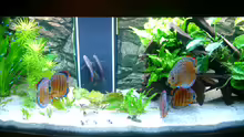 Aquarium Becken 3074 - Alex Diskus Aquarium