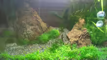 Aquarium Becken 30770