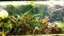 Aquarium Becken 30918